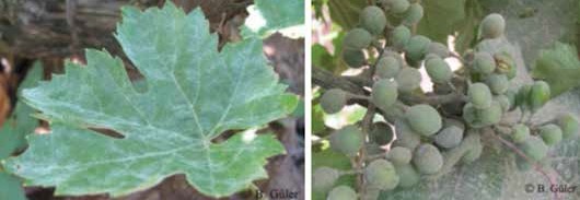 Yaprakta külleme ve Salkımda külleme